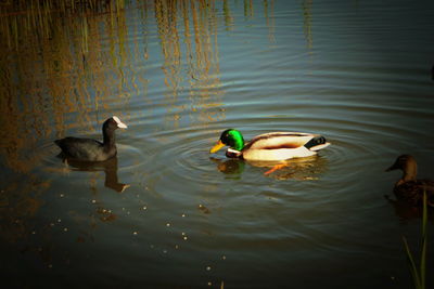 Ducks swimming in lake