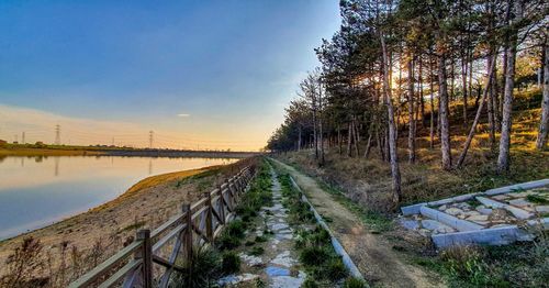 Panoramic shot of road amidst trees against sky