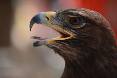 Close-up of eagle looking away