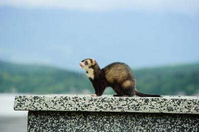 Side view of ferret on retaining wall