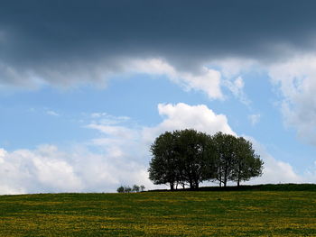 Trees on field against sky