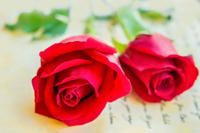 Close-up of red rose bouquet
