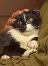 Portrait of kitten relaxing at home