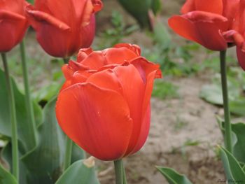 Close-up of red flower