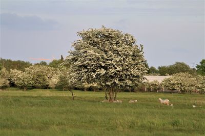 Tree with white flowers.  beneath a sheep mother and her lamb.