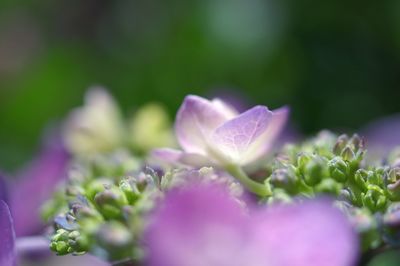 Close-up of purple flowering plant