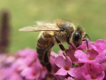 Close-up of bee pollinating on flower