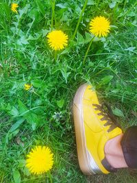 Low section of person standing on yellow flower