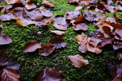 High angle view of autumn leaves on field