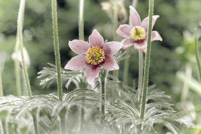 Close-up of pink flowering plant