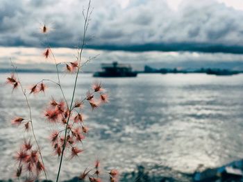 Close-up of plants against sea