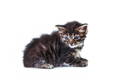 Portrait of cat against white background