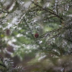 Close-up of pine cone on tree branch