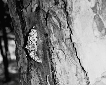 Close-up of tree trunk