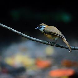 Close-up of bird perching outdoors