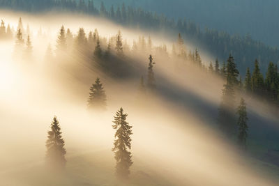 Trees in forest during foggy weather