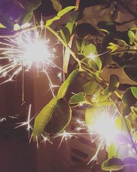 Sun shining through trees