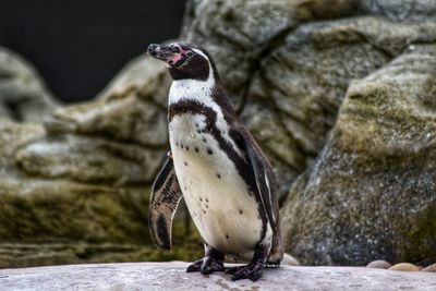 Close-up of bird perching on rock