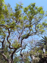 Low angle view of tree against sky