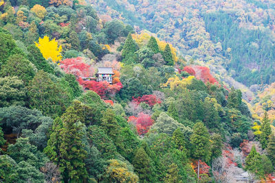 High angle view of trees in forest during autumn