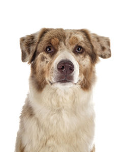 Close-up portrait of a dog over white background