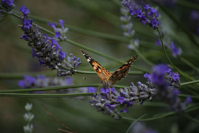 Close-up of butterfly pollinating on purple flower