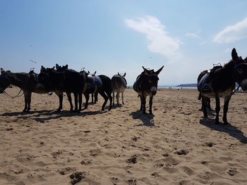 Horses on the beach