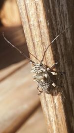 Close-up of insect on wood