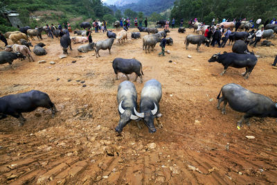 High angle view of sheep on field