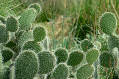 Close-up of cactus plant growing on field
