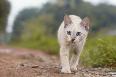 Close-up of cat walking on field