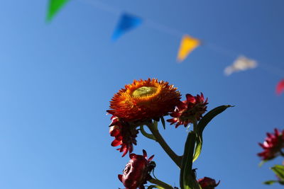 Low angle view of red flowering plant against clear blue sky