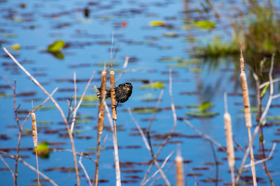 Close-up of a bird against blurred background