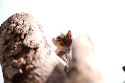 Close-up of cat against white background