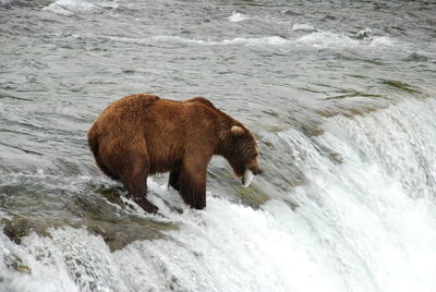 Grizzly fishing