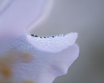 Close-up of droplets on a petal 