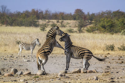 Zebra zebras on field