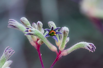 Western paw, beautiful wildflower, walpole nornalup national park