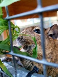 Close-up of squirrel in cage