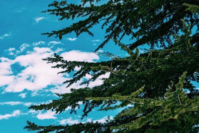 Low angle view of tree against sky