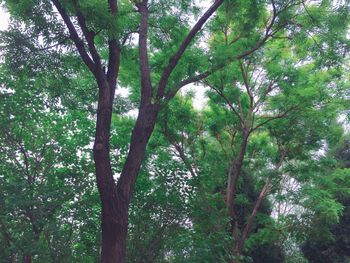 Low angle view of trees in forest