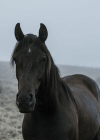 Close-up view of horse horse pony eyes snout in haze fog foggyhorse standing against sky