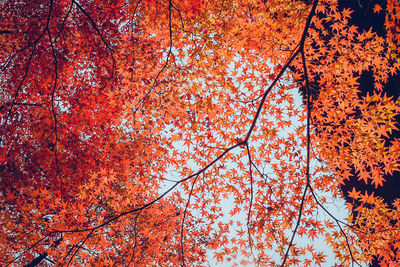 Low angle view of maple tree