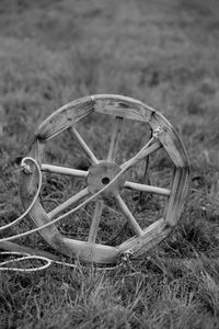 grass