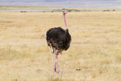 Rear view of ostrich on land