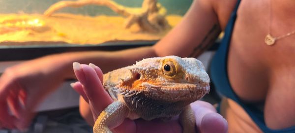 Midsection of woman holding lizard