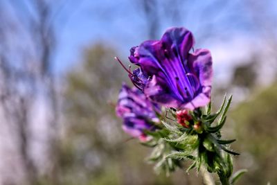 Close-up of purple flower blooming outdoors