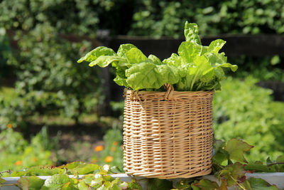 Lettuce in wicker basket on railing at farm