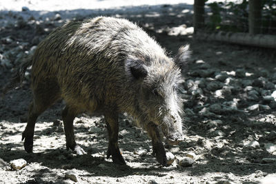 Close-up of boar on a field