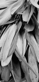 Full frame shot of fresh leaves